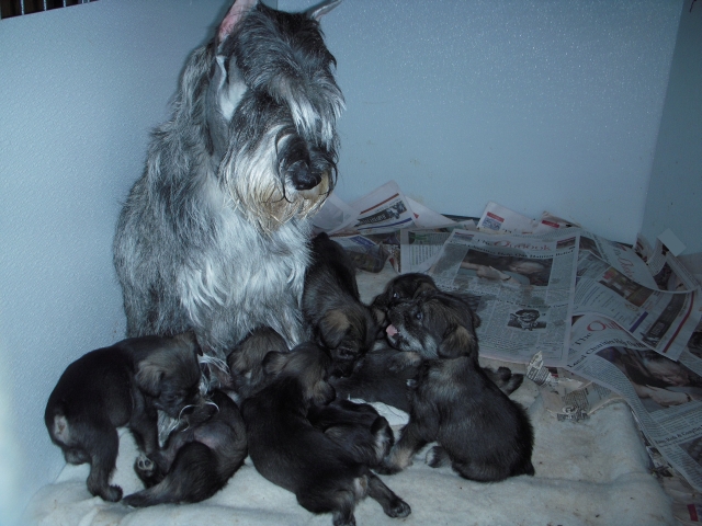puppies
